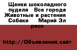 Щенки шоколадного пуделя - Все города Животные и растения » Собаки   . Марий Эл респ.
